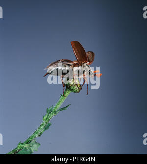 Maikäfer Käfer hocken auf Blume Stockfoto