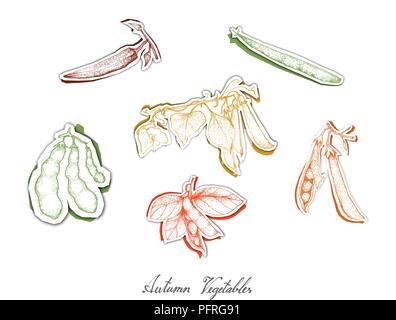 Herbst Gemüse, Satz von Hand gezeichnete Skizze der sortierten Pod Gemüse geerntet werden im Herbst. Trendy Origami tief Paper Art Carving Stil. Stock Vektor