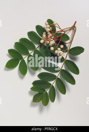 Sorbus Hupehensis (Hubei Rowan, Hupeh Rowan), Stengel mit Blättern und weissen Beeren Stockfoto