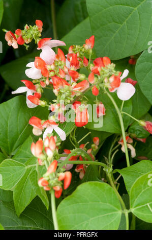 Pea Blüten und Blätter, close-up Stockfoto