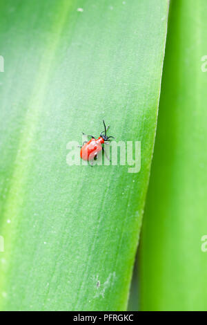 Scarlet Lily Käfer (Lilioceris lilii), auf Eucomis Blatt Stockfoto