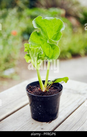 Rhabarber (Rheum rhabarbarum) Sämling wächst in kleinen schwarzen Blumentopf auf Tisch im Freien, Nahaufnahme Stockfoto