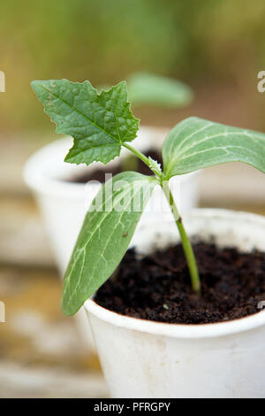 Luffa aegyptiaca (Glatte Luffa, ägyptische Luffa) Sämling im White Paper Cup Stockfoto