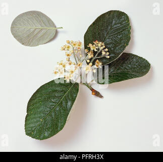 Sorbus thibetica' John Mitchell" (Tibetische whitebeam), Stengel mit Blättern und Blumen, zeigen auch die Unterseite eines Blattes Stockfoto