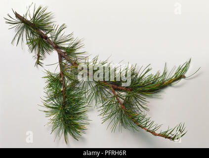 Larix occidentalis (westlichen Lärche), Zweig mit grünen Blättern Stockfoto