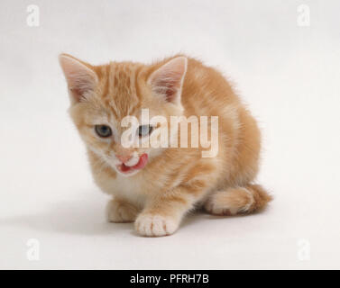 4 Woche alt Ginger kitten Lecken der Lippen Stockfoto
