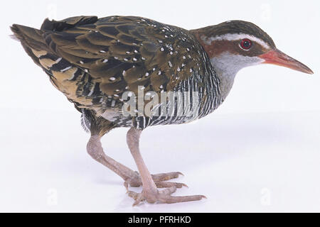 Buff-Gebändert Rail (Gallicolumba philippensis) stehend mit Kopf im Profil Stockfoto