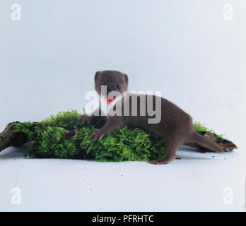 Mustela nivalis (Wiesel, mindestens Wiesel). Familie Mustelidae. Baby Wiesel auf Moosbedeckten Boden entblößte seine Zähne Stockfoto