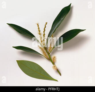 Lithocarpus edulis (Japanische Stein Eiche), Stengel mit Blättern und Palmkätzchen, zeigen auch die Unterseite eines Blattes Stockfoto