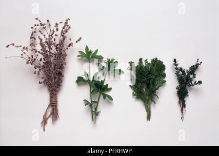 Zweige Kräuter, einschließlich Artemisia sp. (Wermut), Tanacetum vulgare (RAINFARN), Galium verum (Lady's bedstraw) Stockfoto