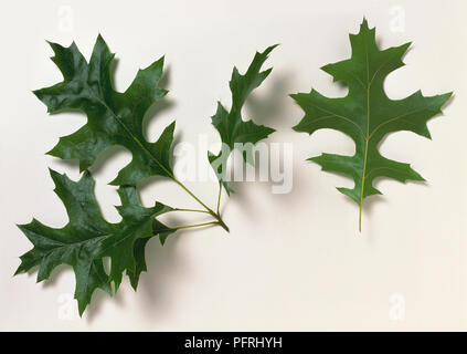Quercus palustris (Pin oak), Stengel mit Blättern, und ein separates Blatt Stockfoto