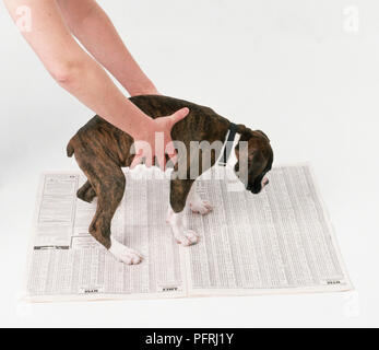 Wc Ausbildung eines Hundes Stockfoto