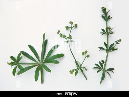 Eleusine indica (Indische gans Gras), Stängel und Blätter, Früchte und Blumen Stockfoto