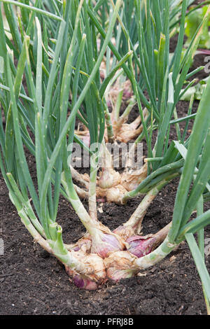 Allium cepa var. aggregatum 'Red Sun' (Schalotten) im Gemüsegarten wächst, close-up Stockfoto