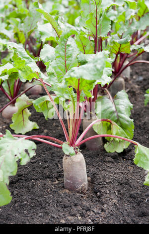 Beta vulgaris 'Alto' (Rote Beete) im Gemüsegarten wächst, close-up Stockfoto