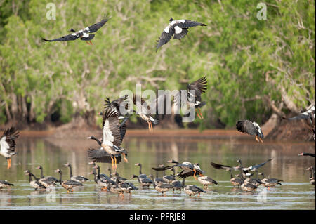 Australien, Northern Territory, Bamurru Plains, Herde von spaltfußgänse (Anseranas semipalmata) Stockfoto