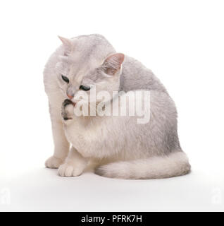 Schwarz Britisch Kurzhaar lecken Paw Stockfoto