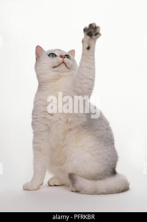 Schwarz Britisch Kurzhaar bis mit Paw Stockfoto