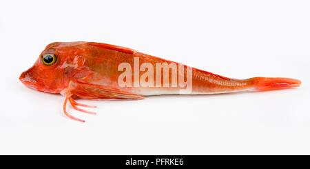 Rote Knurrhahn (Chelidonichthys Spinosus) Stockfoto