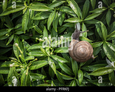 Schnecke Essen white flower auf grüne Blätter Hintergrund mit dem Raum. Stockfoto