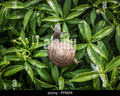 Schnecke Essen white flower auf grüne Blätter Hintergrund. Stockfoto