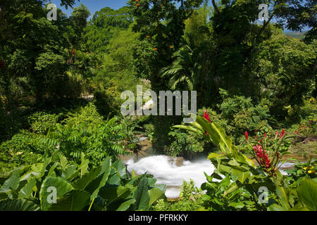 Jamaika, Ocho Rios, Shaw Park Botanical Gardens Stockfoto