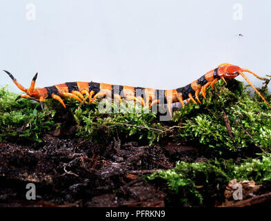 Orange und schwarz gestreifte Tiger Tausendfüßler (Scolopendra polymorpha) kriechend auf Moss, Seitenansicht Stockfoto