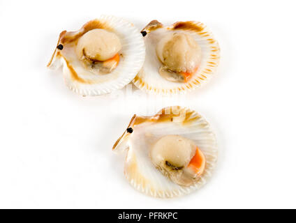 Frische Venusmuscheln in offenen Tanks Stockfoto