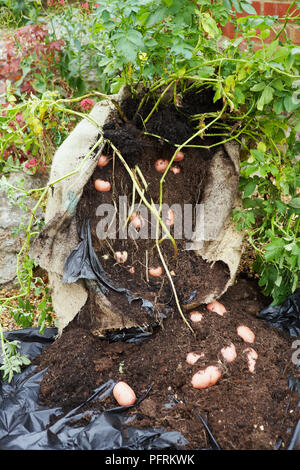 Desiree Solanum tuberosum (Potato) in und vor der gerippten Sackleinen Sack in Gemüsegarten Stockfoto