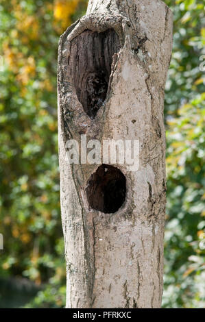 Löcher in den alten Baum im Garten, Nahaufnahme Stockfoto