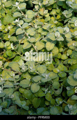 Helichrysum petiolare 'Limelight' (Lakritz - Pflanze), Blätter und kleine Blüten Stockfoto