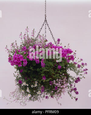 Fülle von rosa und weißen Verbena canadensis, Phlox drummondii Diascie vigilis, Pelargonium, Lobelia und Reinwardtia in hängenden Korb Stockfoto