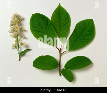 Prunus padus (bird cherry), Stengel mit Blumen und einem Stiel mit Blättern Stockfoto