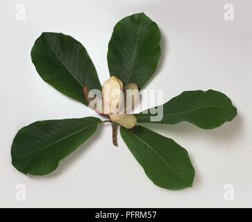 Magnolia 'So Sweet, syn Magnolia obovata (Japanische bigleaf Magnolia, Japanisch whitebark Magnolia), Blumen- und fünf Blätter vom Stengel Stockfoto