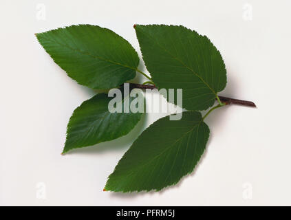 Betula lenta (Kirsche Birke), Abschnitt der Niederlassung im Sommer, dunkelgrün, eiförmig, scharf gezahnten Blätter Stockfoto