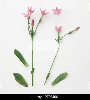 Centaurium erythraea (Common centaury), Blättern und rosa Blüten Stockfoto