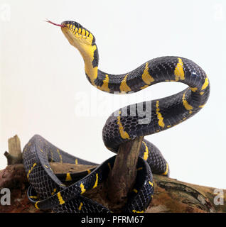 Gold-beringte Cat Snake (Boiga dendrophila) Spiralkabel über Log, Oberkörper angehoben und mit herausgestreckter Zunge Stockfoto