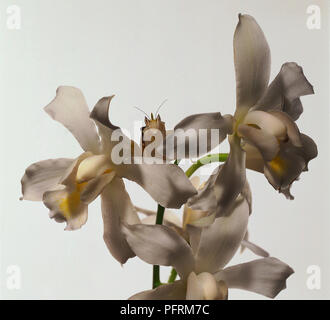 Weiße Orchidee mit zwei Schichten der Blütenblätter. Die äußere Schicht sind flach, während im inneren Bereich scheinen heraus zu haften, ähnlich wie bei der WM in die Blume. Lange grüne Stiele gezeigt. Ein Insekt irgendeiner Art ruht unter den Orchideen. Stockfoto