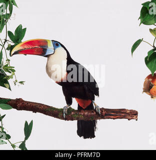 Profil von Vogel mit Schwarz gefiederten Körper und weiß gefiederten Hals. Rainbow farbige Haken Rechnung. Vogel auf Ast mit schwarzen Schwanz hängen an der Rückseite der Zweigstelle. Einige orange Federn auf die Vögel hinten. Stockfoto