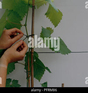 Frau binden Vitis (Grape) Stammzellen zu Bamboo Stick, close-up Stockfoto