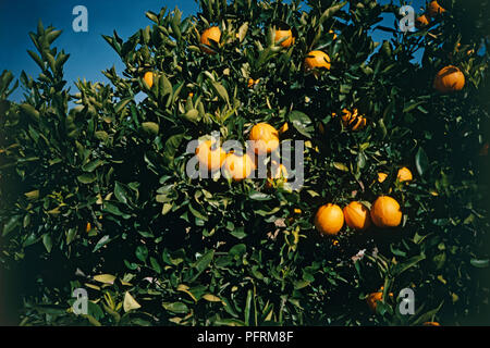 Süße Orangen am Baum reifen, close-up Stockfoto