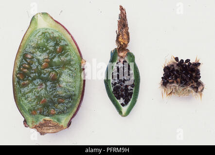 Längsschnitte der Frucht von Opuntia sp. (Feigenkakteen) und von echinopsis Kakteen Stockfoto