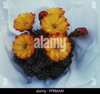 Rebutia steinbachii var. polymorpha Cactus mit orange-gelben Blüten Stockfoto