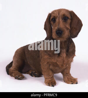 Roter Draht behaartes Dackel Hund sitzen Stockfoto