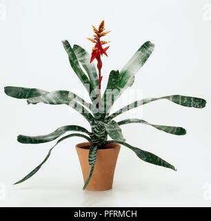 Aechmea chantinii (Königin der Bromelien oder Amazonian Zebra-Werk) in Terrakotta Übertopf Stockfoto
