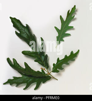 Quercus pyrenaica (Pyrenäen-eiche), Blätter Stockfoto