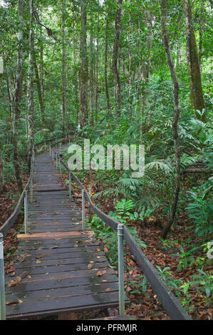 Brasilien, Amazonas, Manaus, Trail mit erhöhten hölzernen Plattform Wicklung durch Regenwald Stockfoto