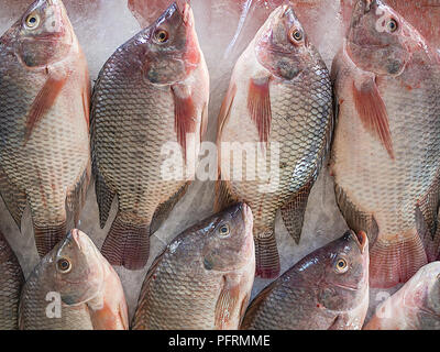 Gefrorenen Fisch auf Eis Verkauf im Sommer Markt Stockfoto