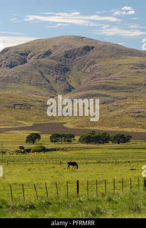Argentinien, Las Pampas, Sierra de La Ventana, Pferd im Feld, Berg im Hintergrund Stockfoto
