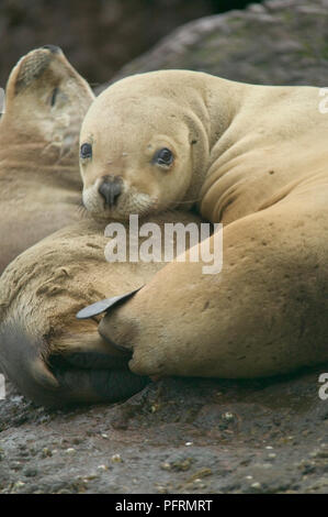 Argentinien, Patagonien, Puerto Deseado (Port), Ria Deseado Naturpark, südamerikanischen Seelöwen (Otaria flavescens) liegen auf Felsen Stockfoto